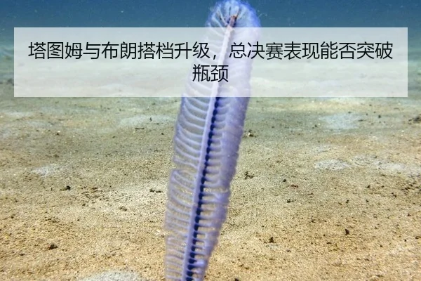 塔图姆与布朗搭档升级，总决赛表现能否突破瓶颈